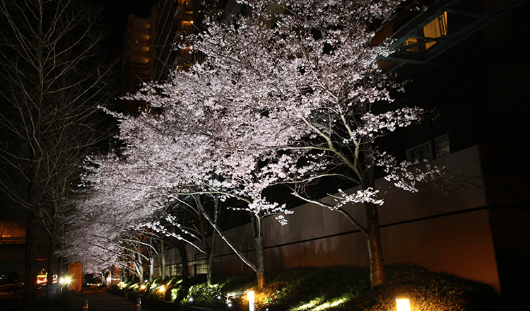 桜、紅葉ライトアップ
